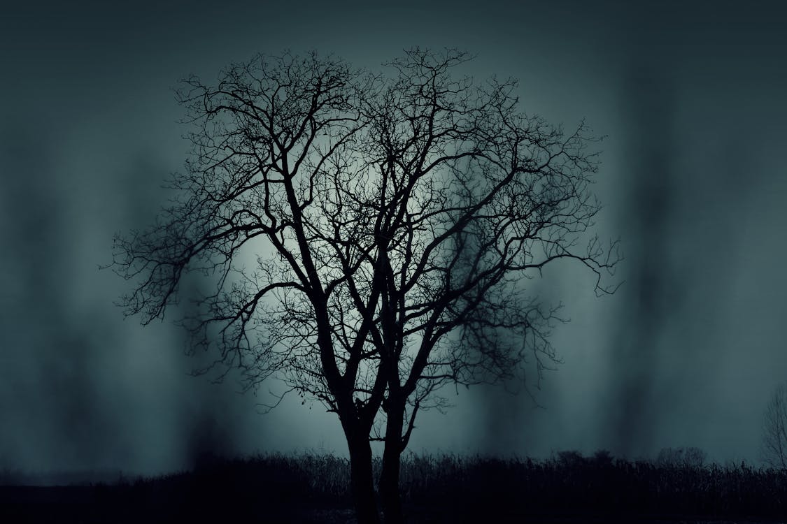 Foto profissional grátis de árvore, árvore à noite, escuro