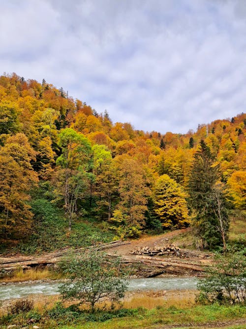 Kostenloses Stock Foto zu außerorts, bäume, fluss