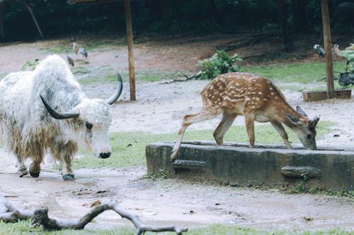 Sika Deer on a Zoo