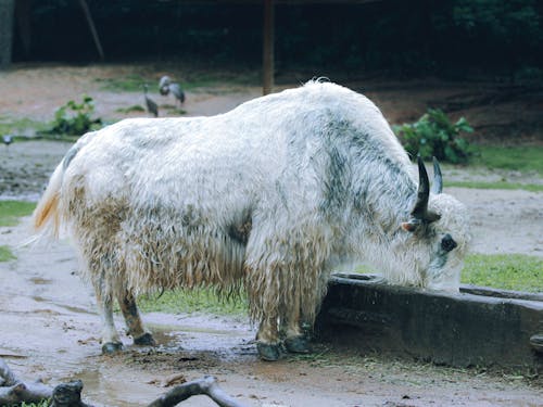 White Wild Yak Drinking Water 