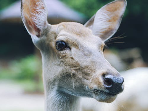 Photos gratuites de animal, cerf de champ, espèces en voie d'extinction