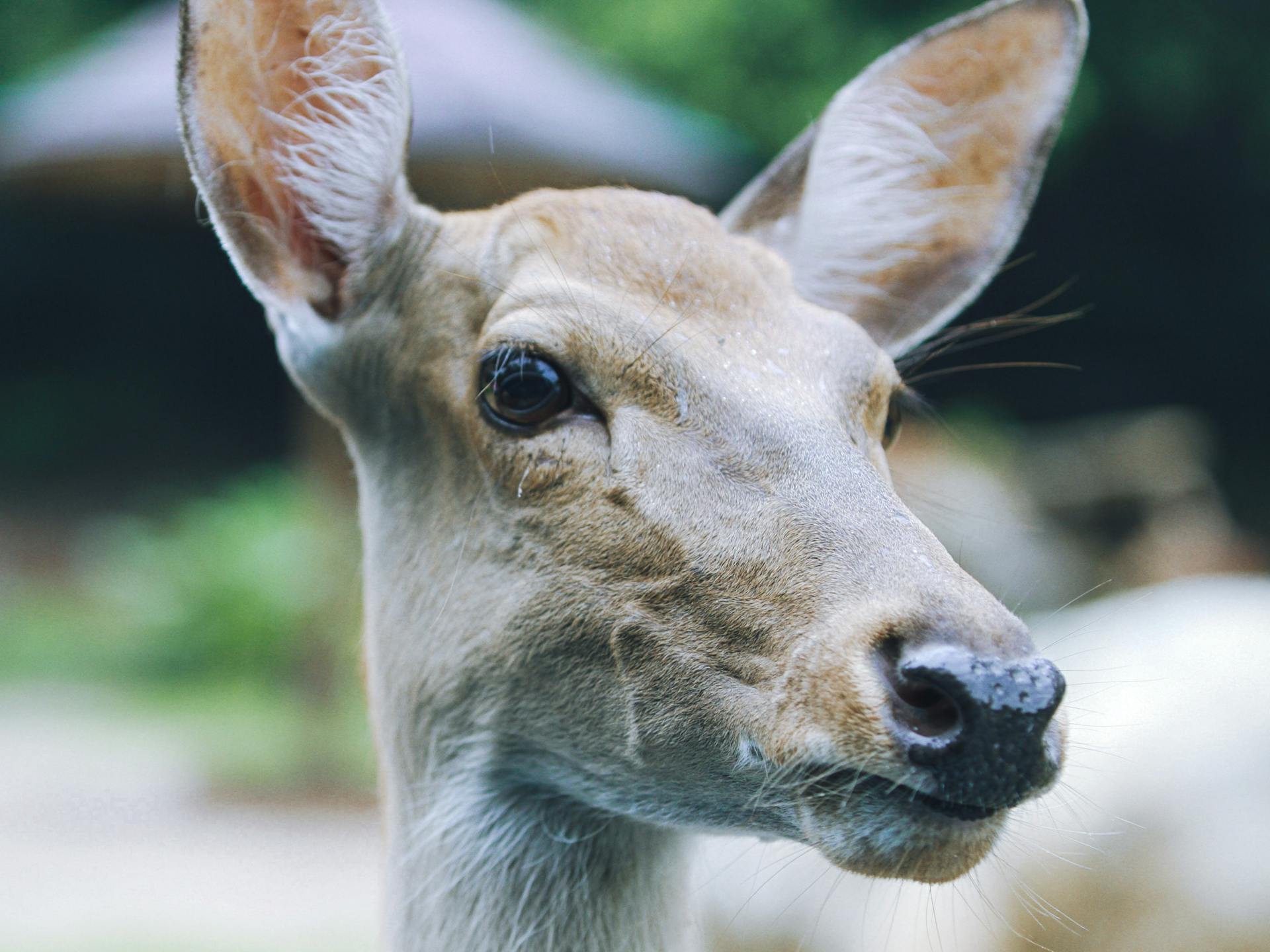 Detailed close-up of an Eld's deer face, highlighting its gentle features and natural beauty.