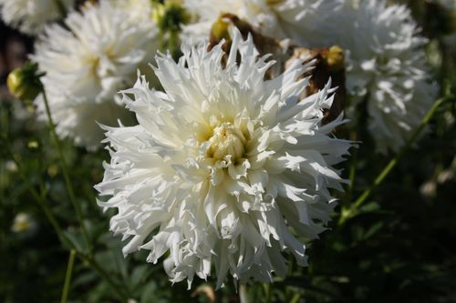 Free Dahlia Cactus Stock Photo