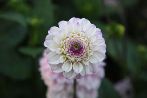 Free Dahlia Pompon Stock Photo