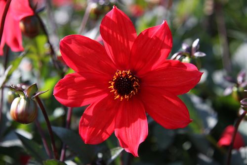 Free Dahlia Nain Simple Stock Photo