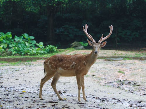 Brown Deer Walking on Sand