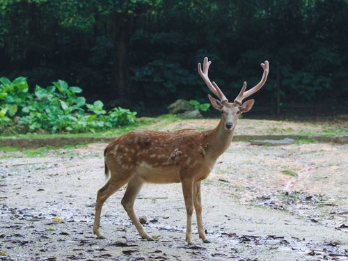 Free Majestic European fallow deer standing outdoors on a sandy path. Stock Photo
