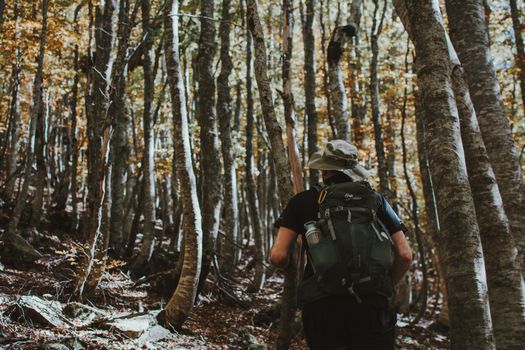 A lone backpacker hiking through a dense autumn forest, captured from behind.