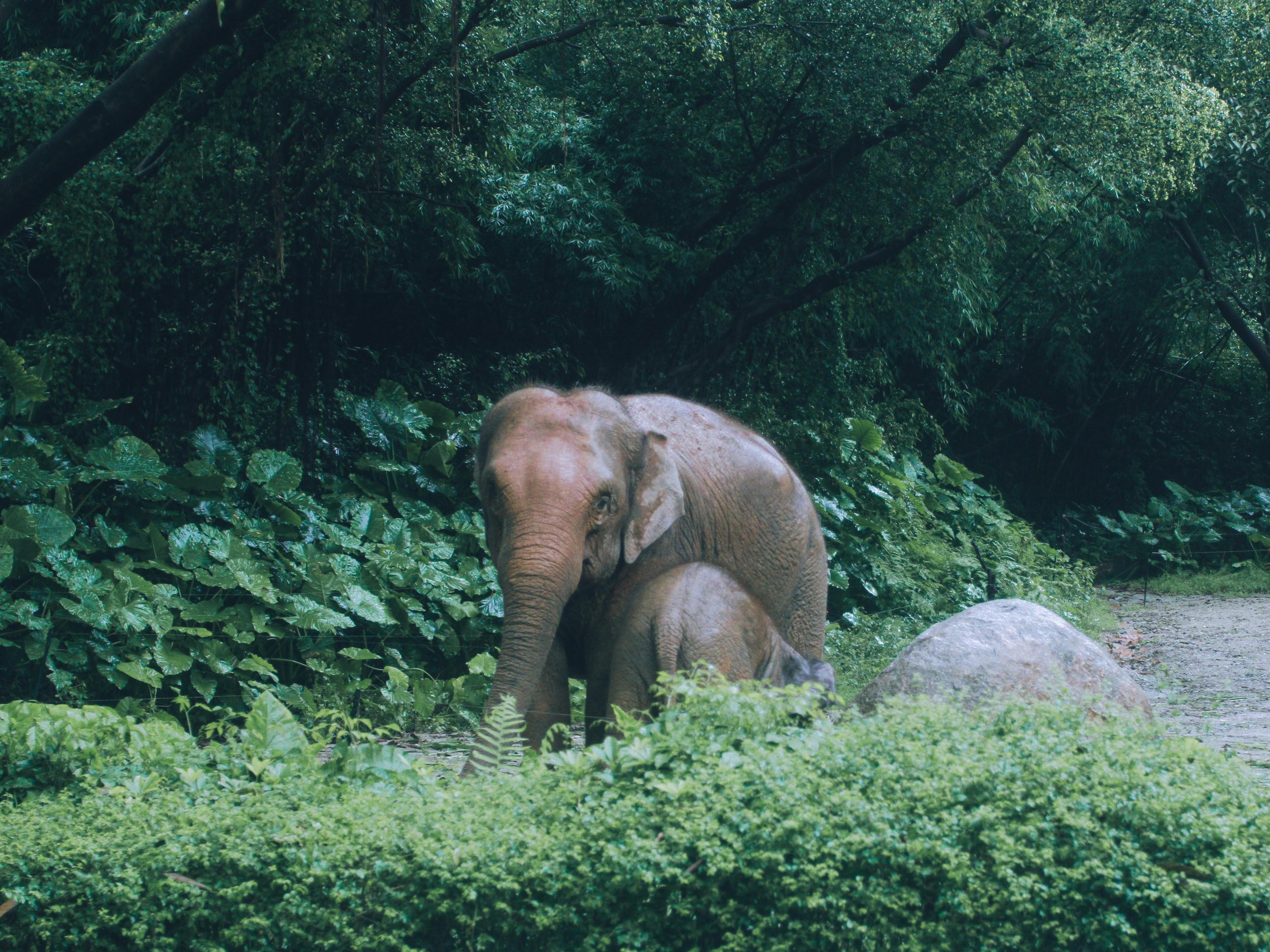 Gratuit Photos gratuites de animal à cornes, animal à défenses, arbres Photos