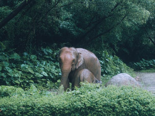 Foto profissional grátis de animais selvagens, arbustos, elefante