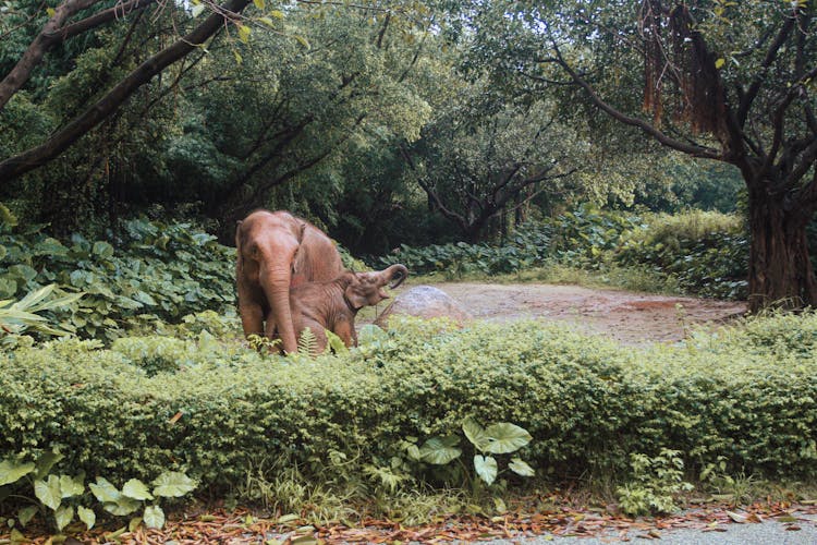 Mother And Baby Elephant Grazing On Grassland