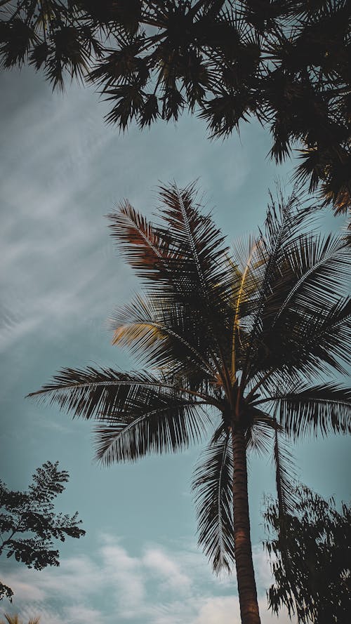 Бесплатное стоковое фото с вертикальный выстрел, дерево, кокосовые листья