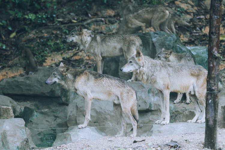 Wolves Standing On Rocks