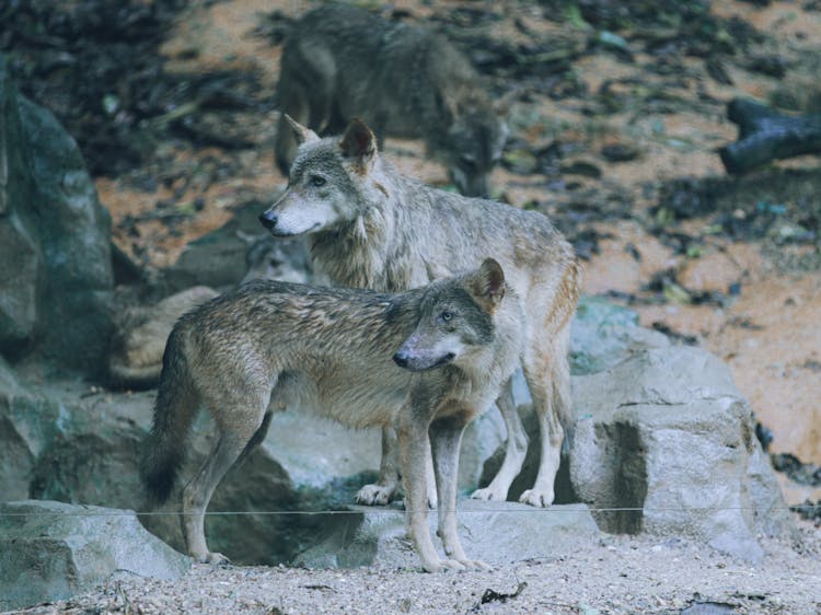 Wolves Beside Big Rocks