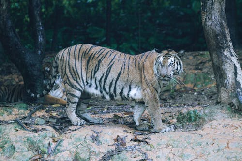 Photo of Tiger standing on a Rock