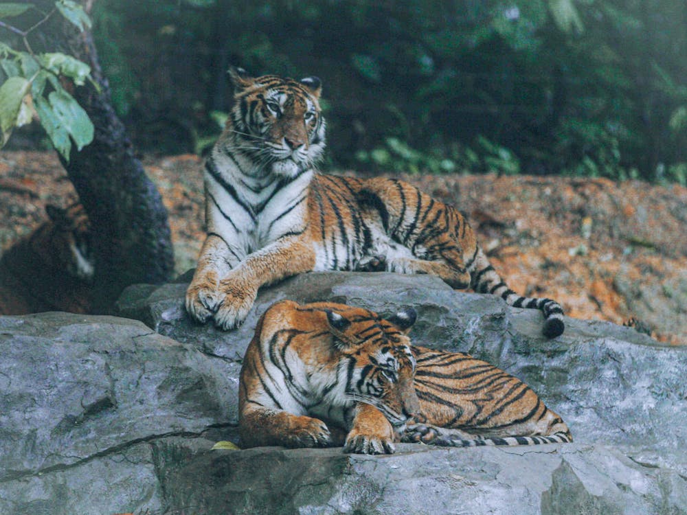 Tigers Lying on Gray Rock