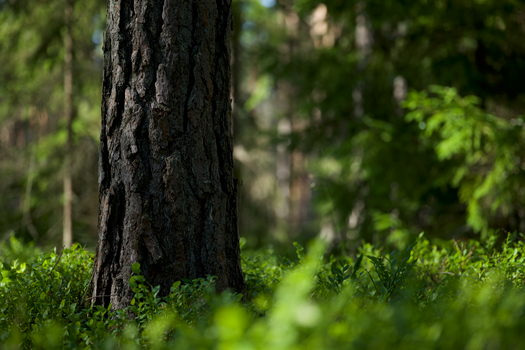 Detailed view of a tree trunk surrounded by vibrant green foliage in a sunlit forest.