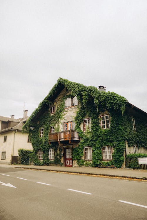 A House Surrounded with Green Plants