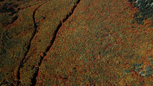 Aerial Photography of Autumn Forest 