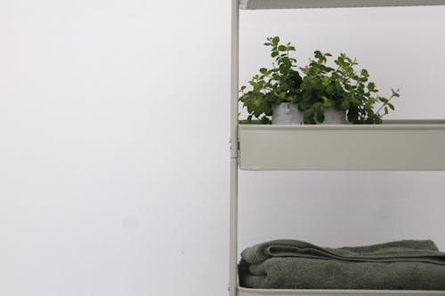 Green Plant on Metal Rack