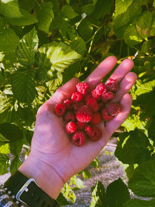 A Person Holding Raspberries