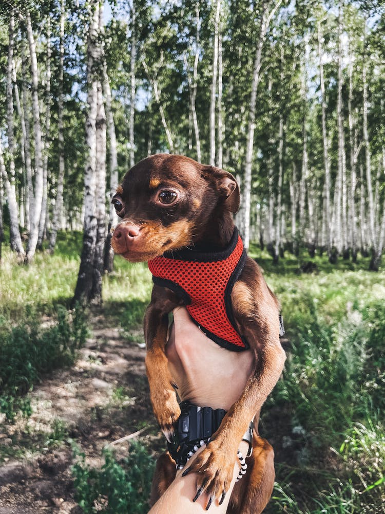 Brown Miniature Pinscher Dog