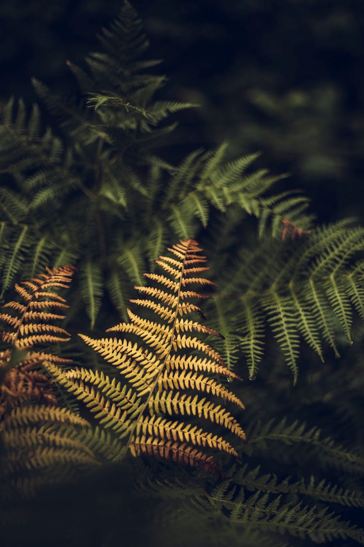 Green Fern Plant