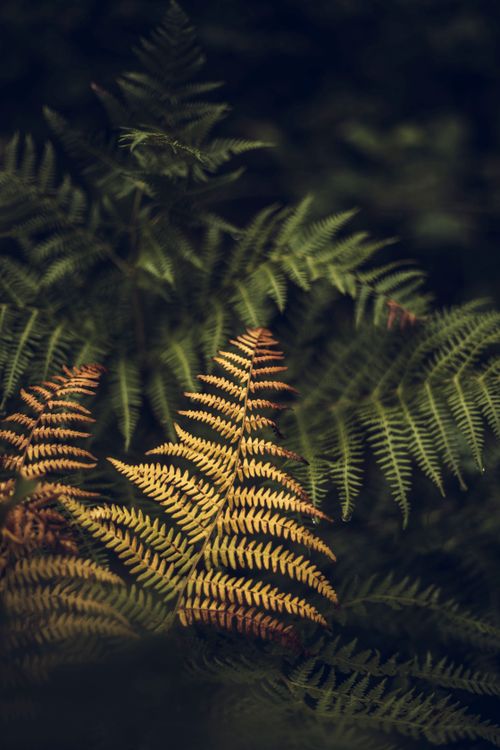 Free Artistic shot of vibrant fern leaves showcasing natural beauty and intricate patterns. Stock Photo