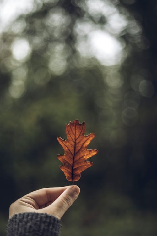 Hand of a Person Holding an Autumn Oak Leaf