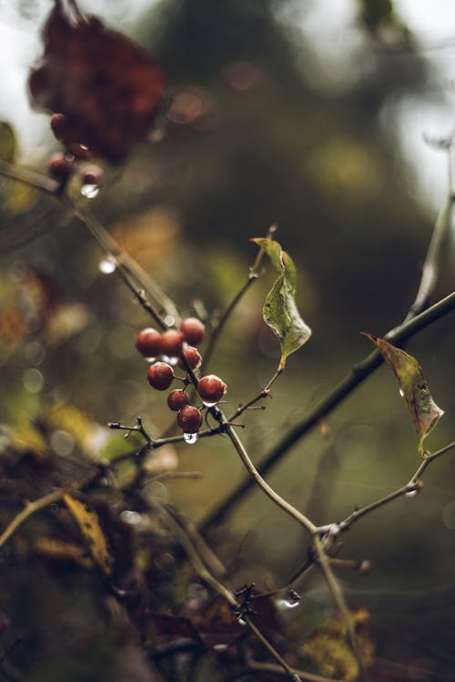 Close-up of Red Fruits on Branches