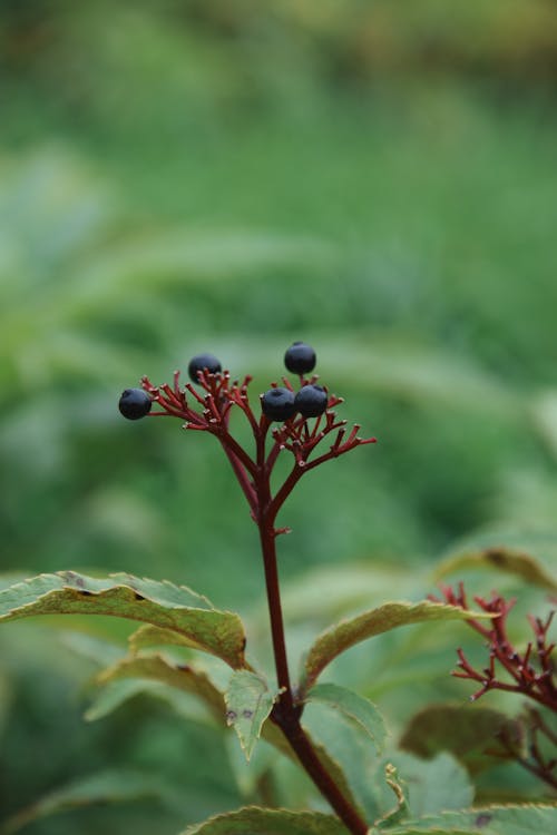 Berries on a Branch in Forest 