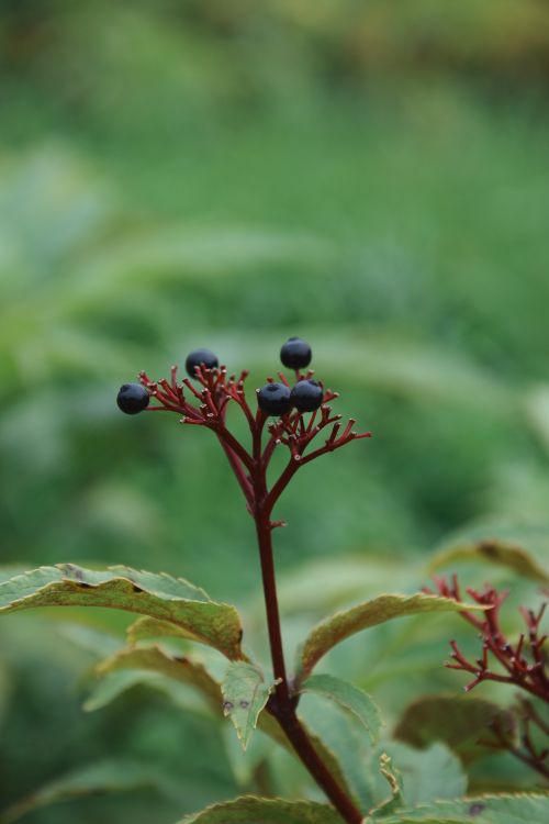 Free Close-up of wild berries on a shrub with green leaves in a natural setting. Stock Photo