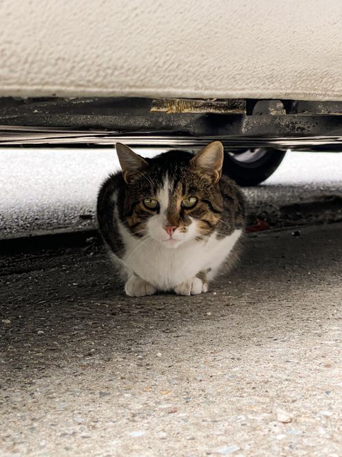 Free Adorable tabby cat peeking from under a car, exhibiting a curious and cute demeanor. Stock Photo