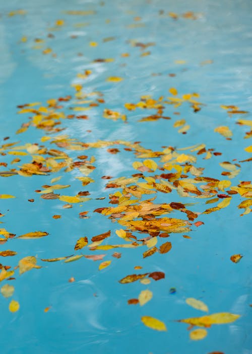 Close-up of Yellow Leaves on the Pool