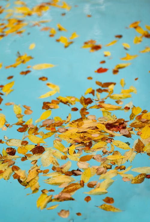 Close-up of Yellow Leaves on the Pool