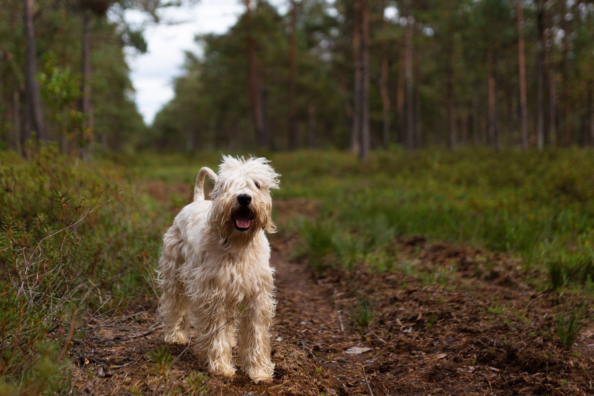A Soft Coated Wheaten Terrier
