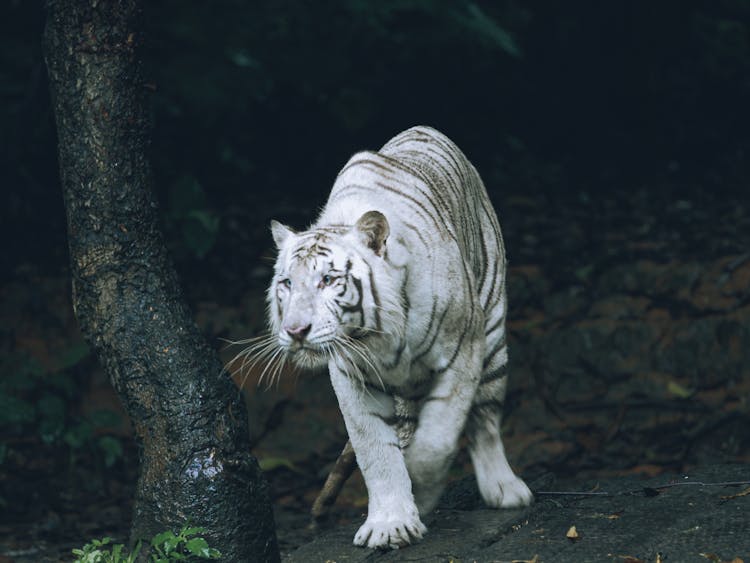 White And Black Tiger Walking Near The Tree 