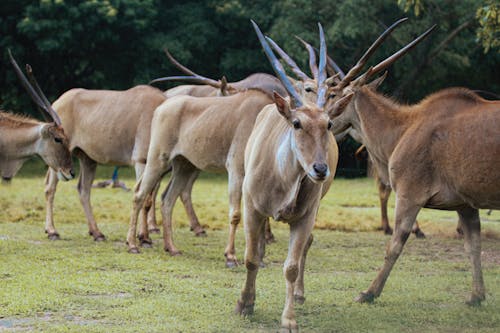 Photos gratuites de animal sauvage, animaux, antilope