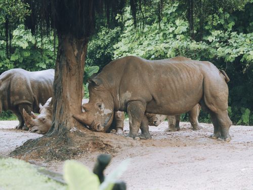 Free Two rhinoceroses resting under a tree in a lush, outdoor setting. Stock Photo