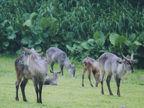 Herd of Goats on Green Grass Field