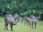 A group of waterbucks grazing in a lush, green grassland, showcasing their majestic antlers.