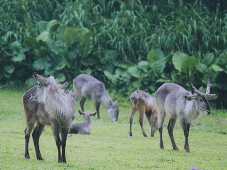 A group of waterbucks grazing in a lush, green grassland, showcasing their majestic antlers.