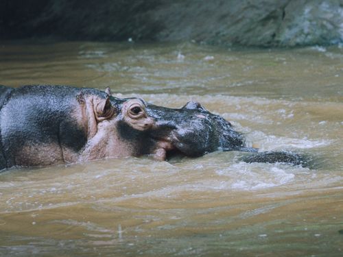 Free Close-up of a hippopotamus swimming in murky water, showcasing its natural habitat. Stock Photo