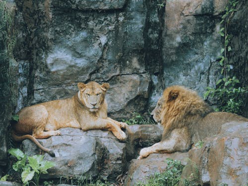 Photo of Lions Lying on the Rock