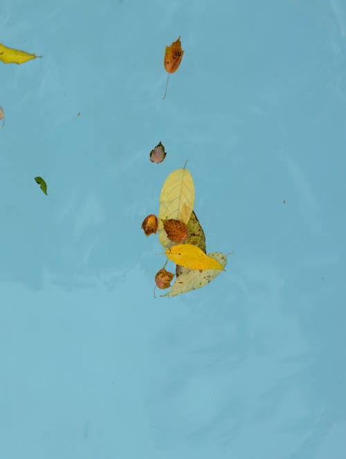 Autumn Leaves Floating in Turquoise Water