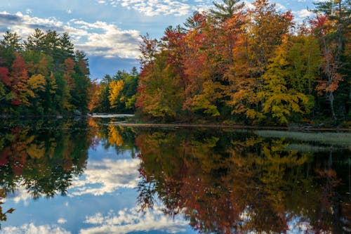 Scenic View of Autumn Trees by the River