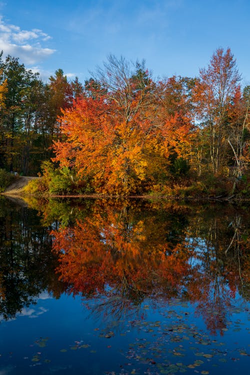 Trees with Red Leaves Beside a Lake