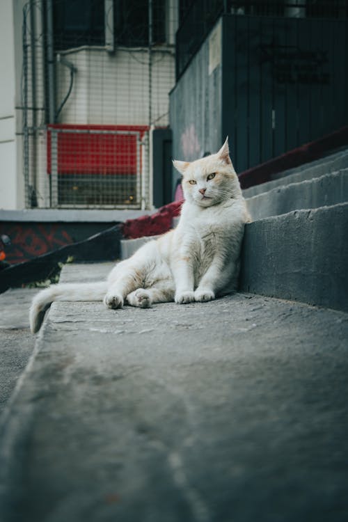 White Cat Lying on Concrete Steps