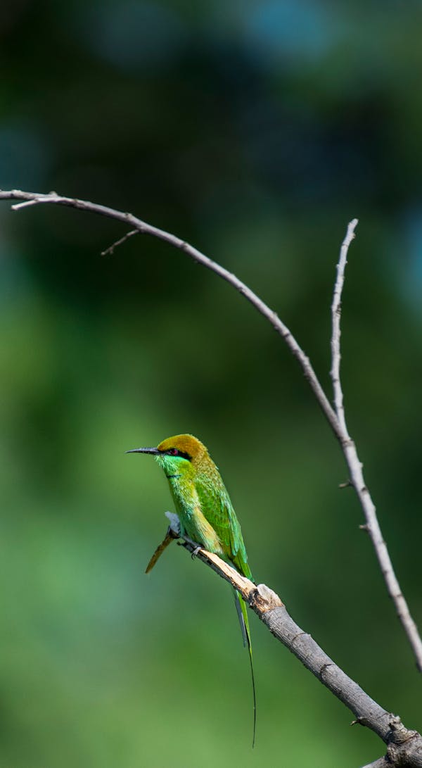 Asian Green Bee-Eater Perched on a Twig
