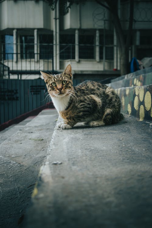 Gray Tabby Cat Sitting on Concrete Steps